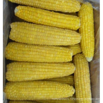 Frozen Sweet Corn on The COB